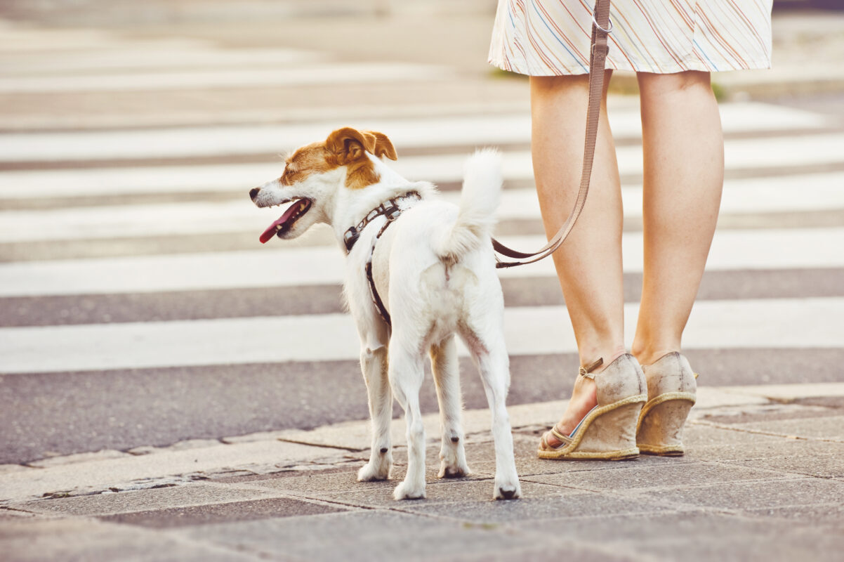 Mensch und Hund im Alltag