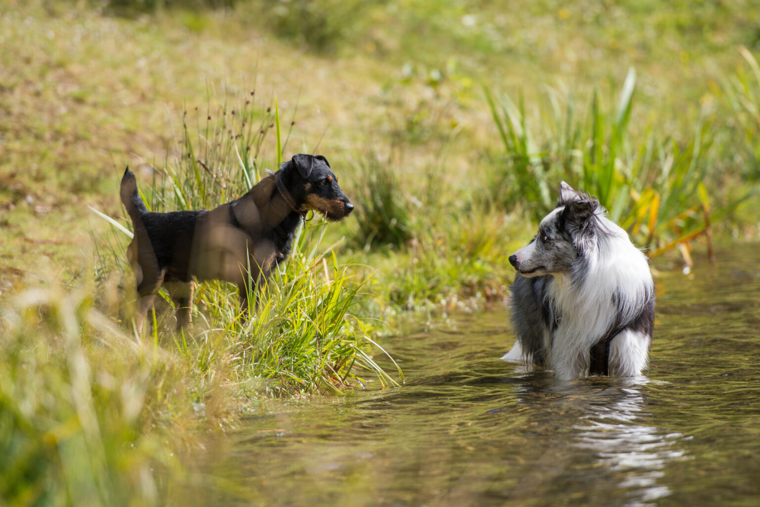 Zwei-Hunde-schauen-sich-beim-Bad-im-See-seltsam-an.jpeg